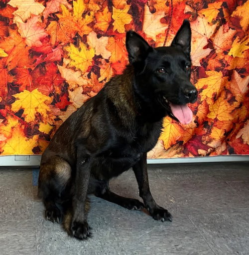 CRANBERRY - German Shepherd Dog / Belgian Shepherd Malinois available for adoption