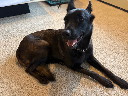 CRANBERRY - German Shepherd Dog / Belgian Shepherd Malinois available for adoption