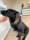 Cranberry - Photo 5