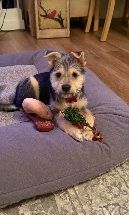 picture of the dog needing adoption
