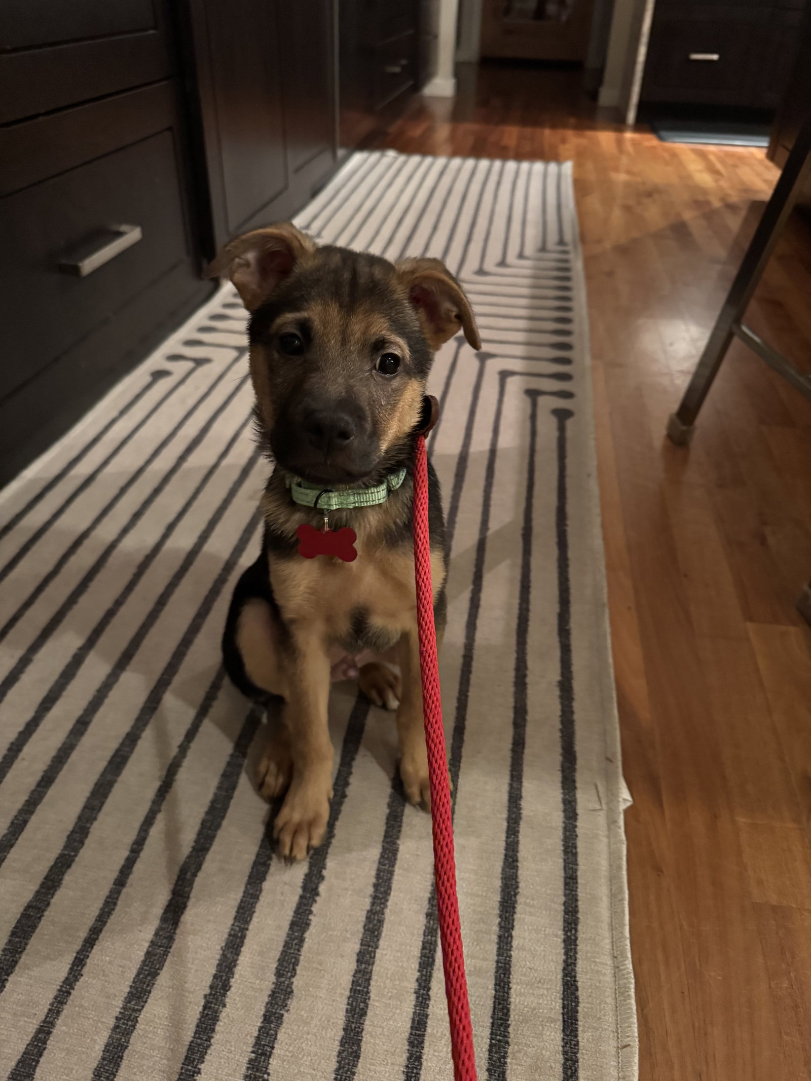 Buddy - Adoption Pending Image