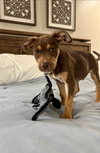 Chevy - Adoption Pending - Photo 6