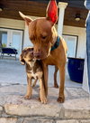Chevy - Adoption Pending - Photo 5