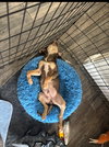 Chevy - Adoption Pending - Photo 4