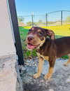 Chevy - Adoption Pending - Photo 3