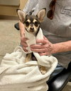 Mysti - adoption pending - Photo 3