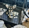 Mysti - adoption pending - Photo 9