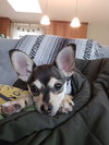 Mysti - adoption pending - Photo 4