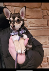 Mysti - adoption pending - Photo 6
