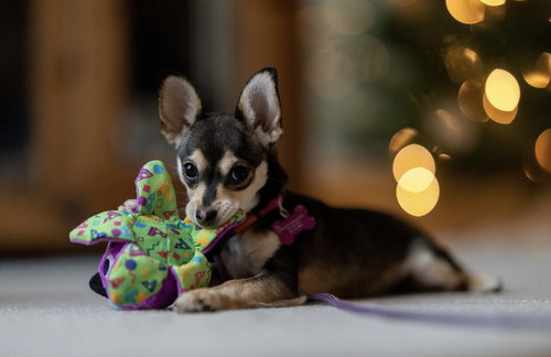 picture of the dog needing adoption