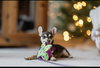 Mysti - adoption pending - Photo 5