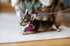 Mysti - adoption pending - Photo 7
