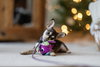 Mysti - adoption pending - Photo 8