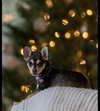 Mysti - adoption pending - Photo 2
