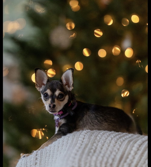 MYSTI - ADOPTION PENDING - Chihuahua available for adoption
