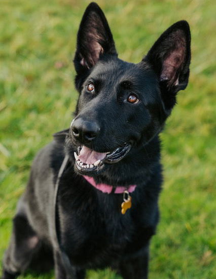 REESE - German Shepherd Dog available for adoption