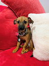Bonbon - Photo 6