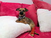Bonbon - Photo 2