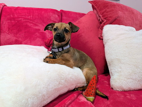 BONBON - Dachshund / Chihuahua available for adoption
