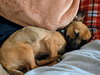 Bonbon - Photo 3