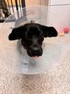 * Olive - Adoption Pending - Photo 9