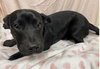 * Olive - Adoption Pending - Photo 8