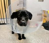 * Olive - Adoption Pending - Photo 5