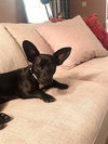 * Olive - Adoption Pending - Photo 2