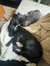 * Olive - Adoption Pending - Photo 4