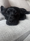 * Olive - Adoption Pending - Photo 10