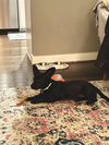 * Olive - Adoption Pending - Photo 3