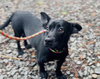* Olive - Adoption Pending - Photo 1