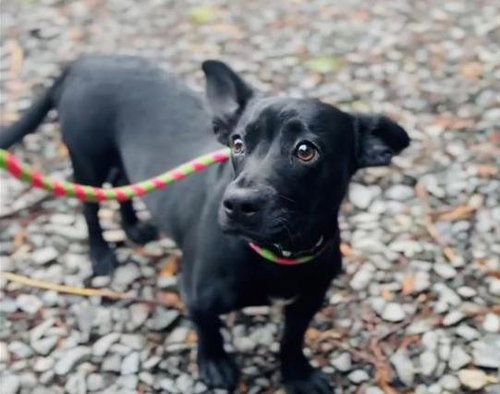 * OLIVE - ADOPTION PENDING - Dachshund available for adoption