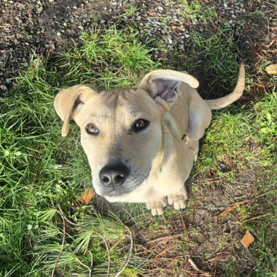 BILLY - Labrador Retriever / Hound available for adoption