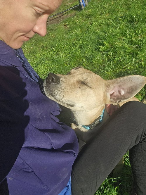 BILLY - Labrador Retriever / Hound available for adoption