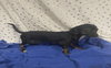 Pixie - Puppy - Adoption Pending - Photo 1