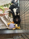 Bindi - Photo 6