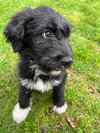 Bindi - Photo 3