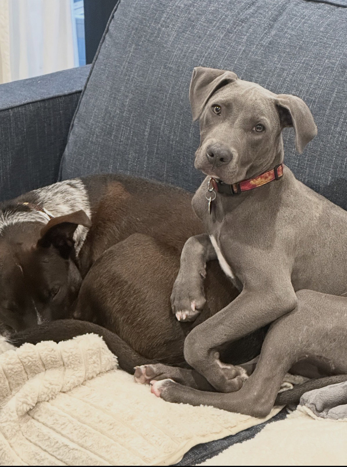 Dodger- Adoption Pending Image