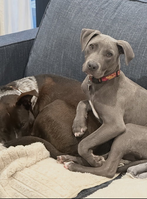 picture of the dog needing adoption