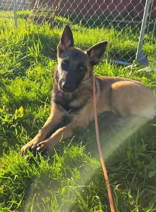 Genesis, an adoptable German Shepherd Dog in Seattle, WA