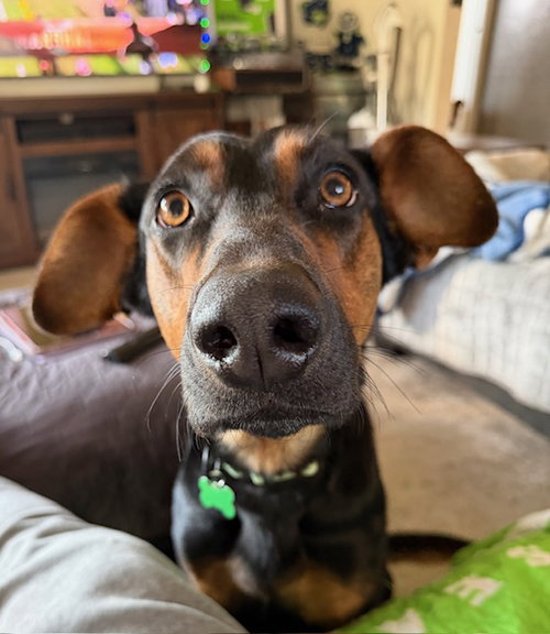 Alfalfa, an adoptable Doberman Pinscher in Seattle, WA