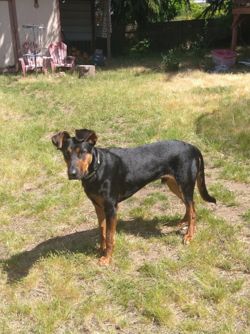 Alfalfa photo 3