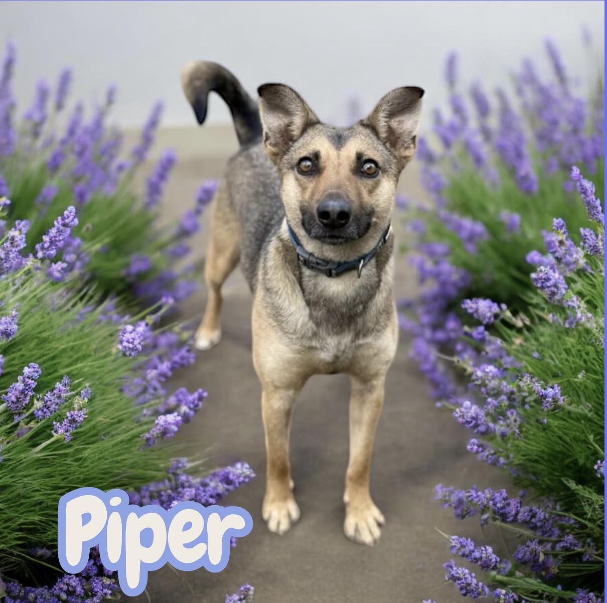 Piper Image