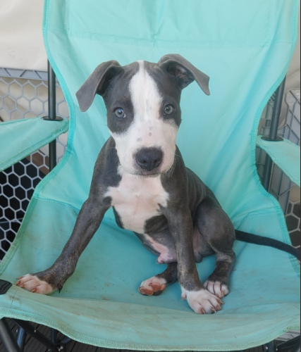 Shohei - Adoption Pending Image