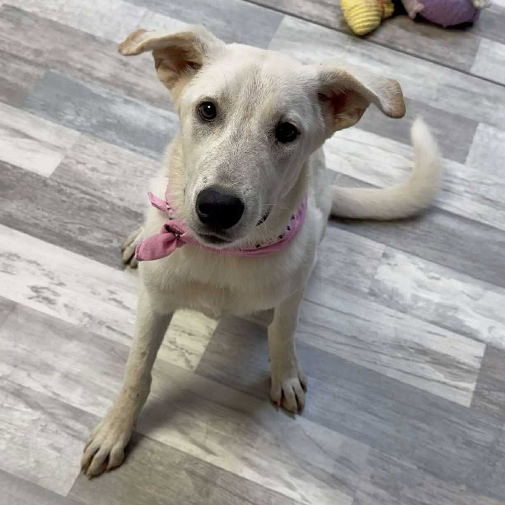 * Jesse - Adoption Pending Image