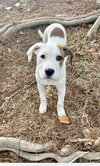 Piper Puppy - Photo 3