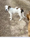 Piper Puppy - Photo 4