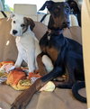 Piper Puppy - Photo 5