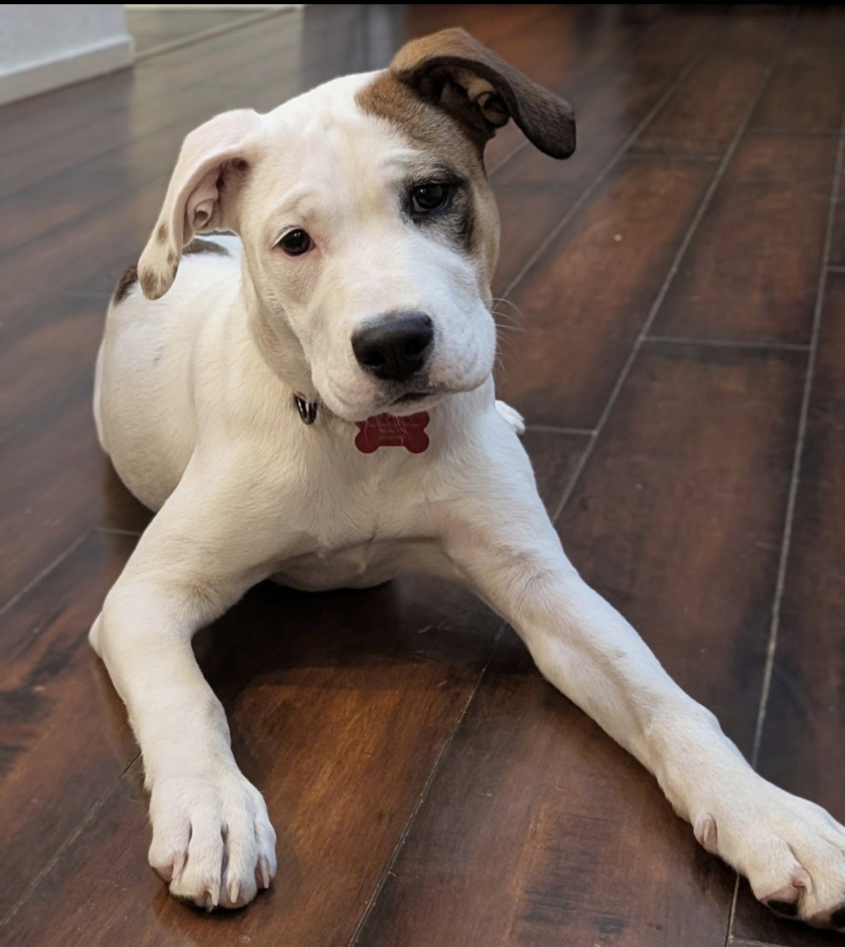 Piper Puppy Image